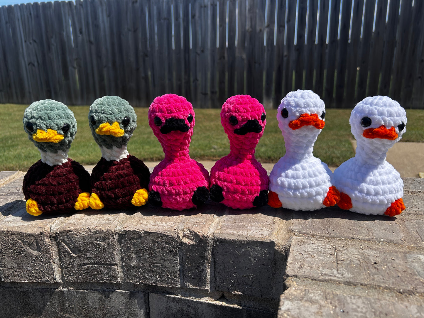 Silly birds